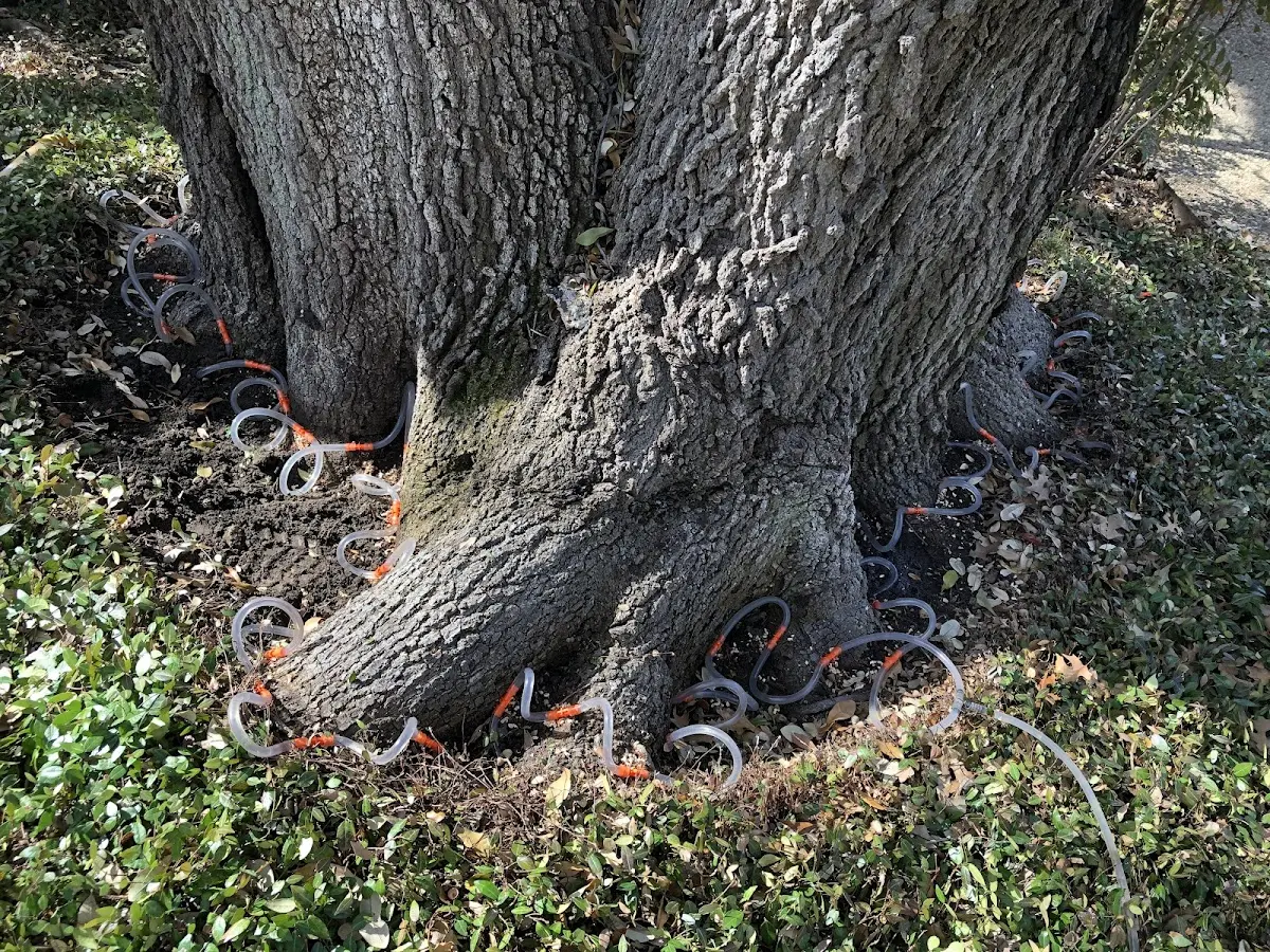 Detailed Tree Cabling and Bracing job site in Blandburg