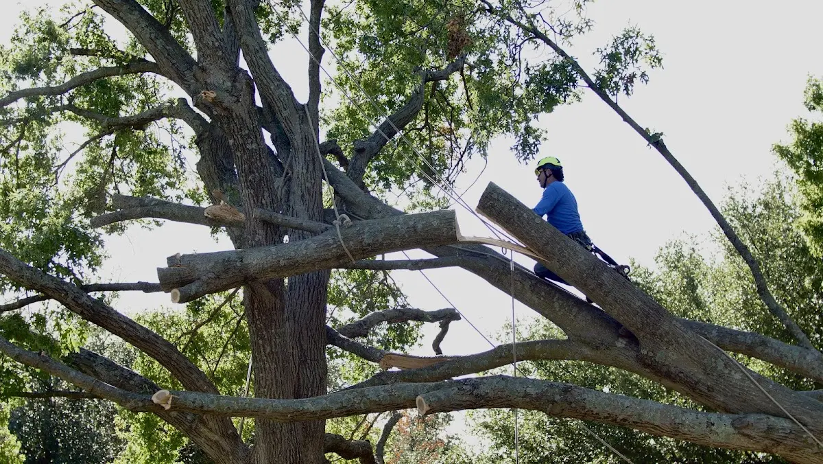 Professional Hazardous Tree Removal performed by certified arborists in Blandburg