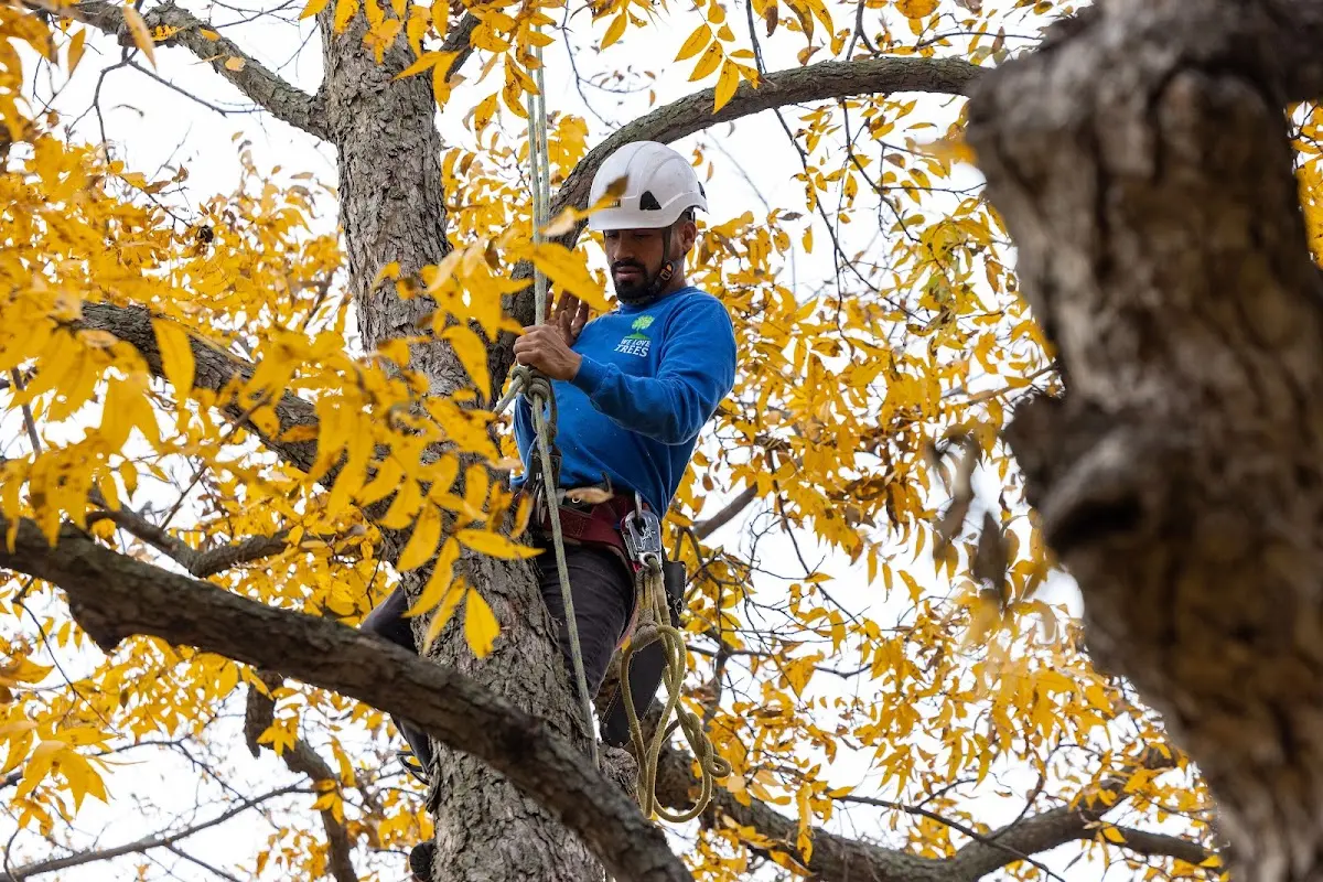 Skilled Tree Pruning crew working in Blandburg