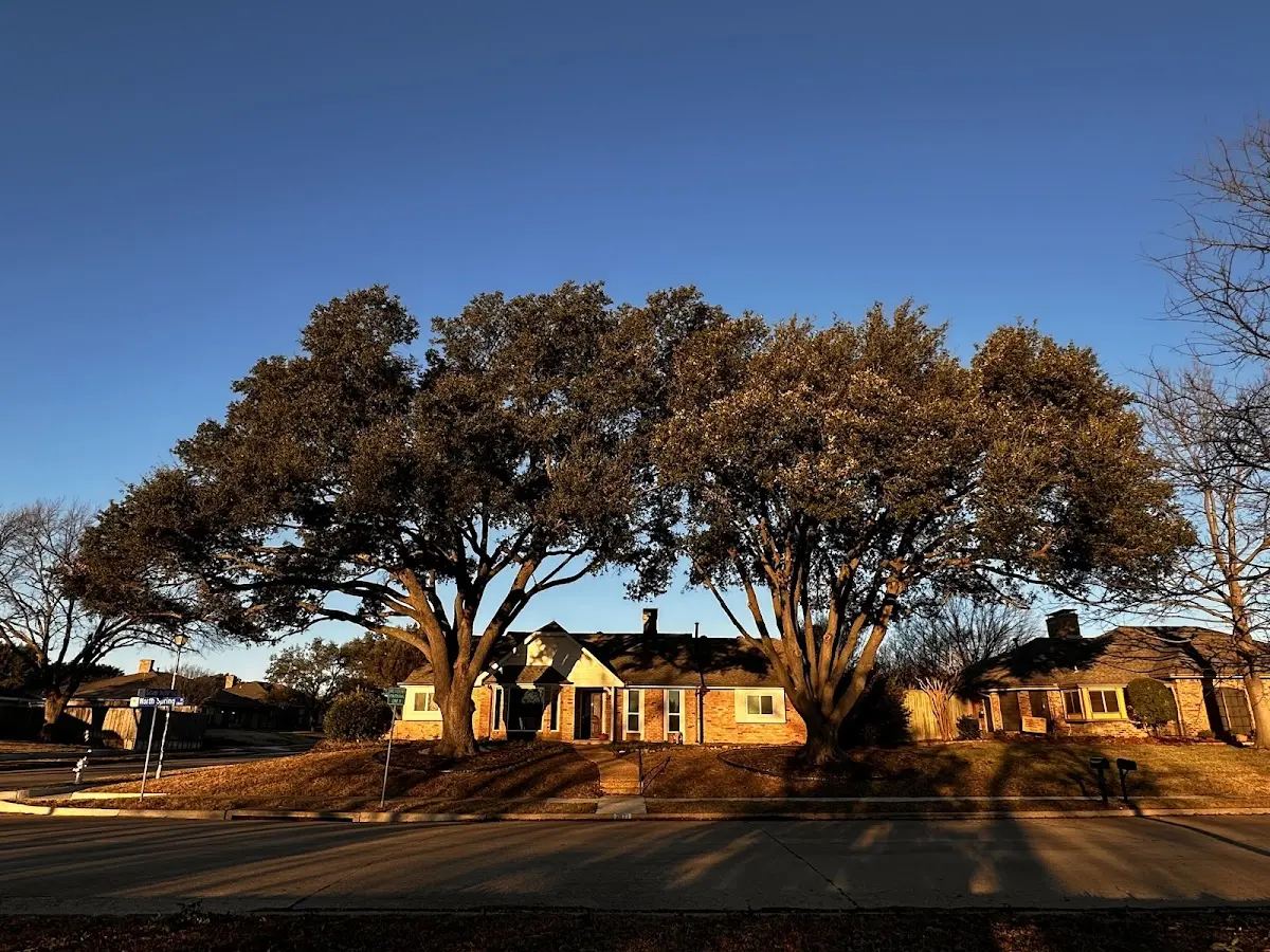 Established residential canopy tree shading a home in Blandburg